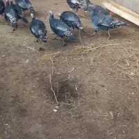 بوغقلمو|حیوانات مزرعه|لیلان, |دیوار