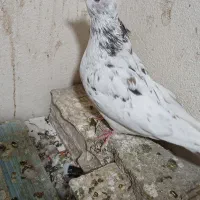 کبوتر غریبگیری|پرنده|کرج, حصارک بالا|دیوار