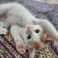 گربه|گربه|اردبیل, |دیوار