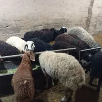 بره نر میش قوچ بزغاله|حیوانات مزرعه|محمدشهر, محمدشهر|دیوار