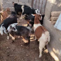 بزغاله نر وماده