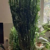 گل و کاکتوس|گل و گیاه طبیعی|پیر بکران, |دیوار