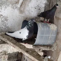 کبوتر سینه سیاه