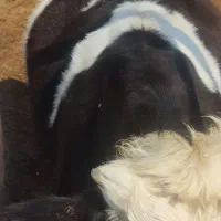 گوساله|حیوانات مزرعه|خورموج, |دیوار