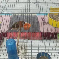 قناری|پرنده|اهواز, کوی جواهری|دیوار