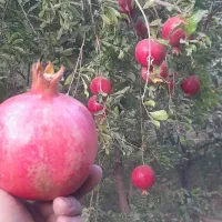 انار اصل جوشان
