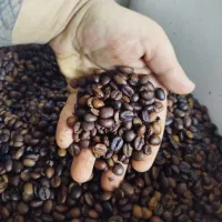 دان قهوه|عمدهفروشی|قرچک, مهدیه|دیوار