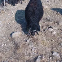 قوچ افشار قره قزل ، بره نر ، پرواری، مال داشتی|حیوانات مزرعه|بختگان, |دیوار