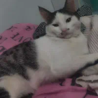 گربه نر  9ماهه