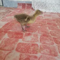 حیوانات مزرعه