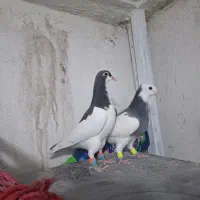 کفتر جوجه طوق سبز کود نر|پرنده|شیراز, شیخ علی چوپان|دیوار
