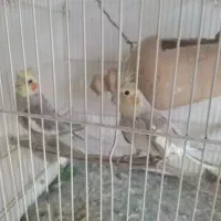 فروش عروس هلندی مفت (توضیحات)