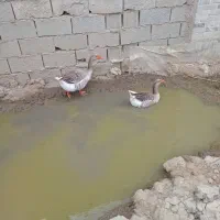 دوعددغاز