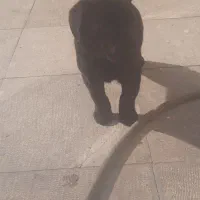 واگذاری سگ گلدن