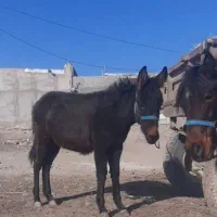 قاطر فروشی|حیوانات مزرعه|اردبیل, |دیوار