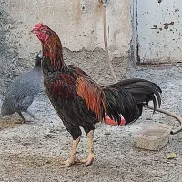 خروس لاری و جوجه لاری اصیل