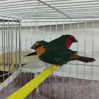 فنچ گلدین فنچ طوطیوار