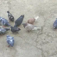 تعداد کبوتر نر و ماده