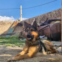 سگ ژرمن شپرد