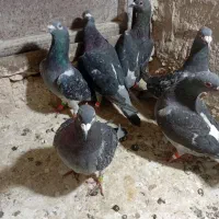 کبوتر مسافتی با ضمانت
