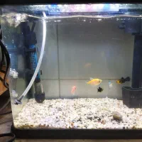 آکواریوم شیشه خم با ماهی