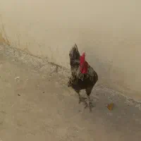 خروس پاکوتاه