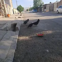 مرغ وخروس لهستانی|حیوانات مزرعه|صحنه, |دیوار