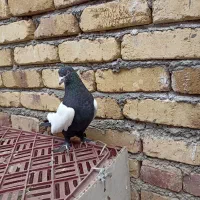 کبوتر قره کوینح گرفتنی