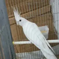 عروس هلندی