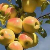 امانت فروشی سیب درشهرستان قائمشهر پذیرااز کل ایران