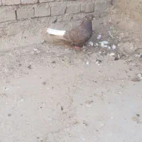 ماده قهویی دم سفید درجه1