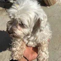 سگ شیتزو واگذاری فوری