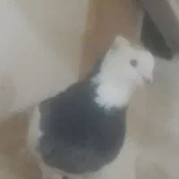 کبوتر طوقی