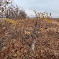 فروش فوری باغ انگور در منجیل آباد