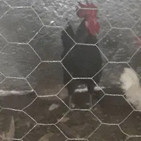 فروش خروس محلی در شهر اهرم