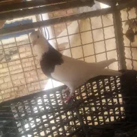 توقی کله سیاه|پرنده|اهواز, رسالت|دیوار