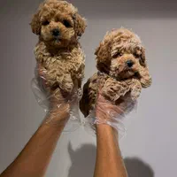 توله های جذاب پودل|سگ|تهران, درکه|دیوار