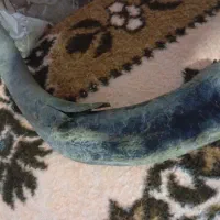 شاخ گاو میش