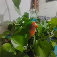 طوطی برزیلی