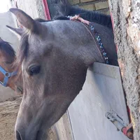 اسب عرب مصری نریون دوساله|اسب و تجهیزات اسبسواری|قزوین, |دیوار