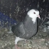 جوجه کجکله نر