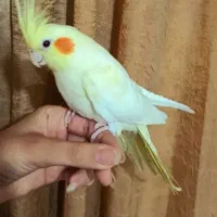 فروش پرنده هشت ماه