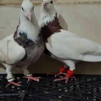 کبوتر