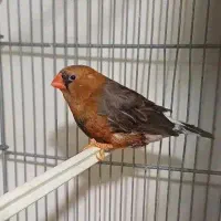 فنچ زبرا انگلیسی فنچ کینگ اورنج