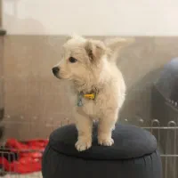 سگ / توله سگ