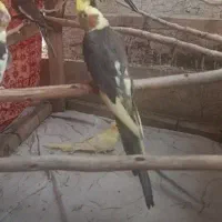 جوجه