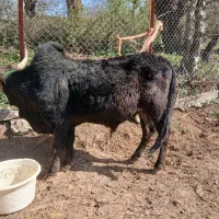 ورزا|حیوانات مزرعه|رشت, حومه رشت|دیوار