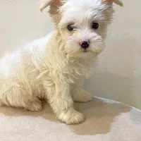 مالتیپو جنسیت ماده