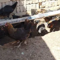 مرغ و خروس رسمی(محلی)