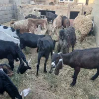 بز پاکستانی و مرسیاه  بدون بزغاله شیر دار